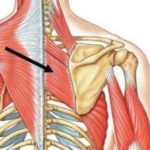 Ромбовидная мышца — главная мышца антисутулости
