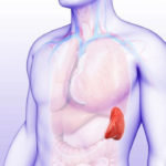 Селезенка — центр лимфосистемы