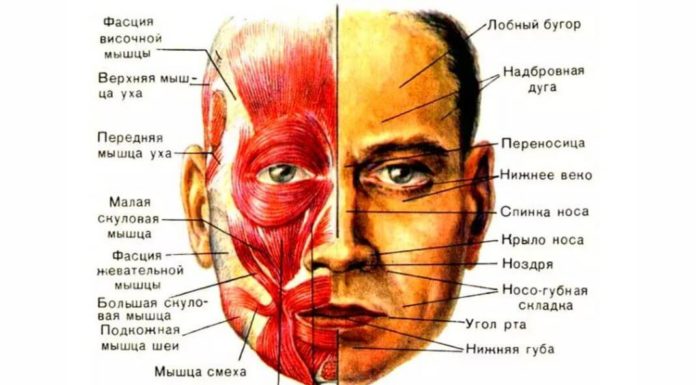 3 вида фасций лица